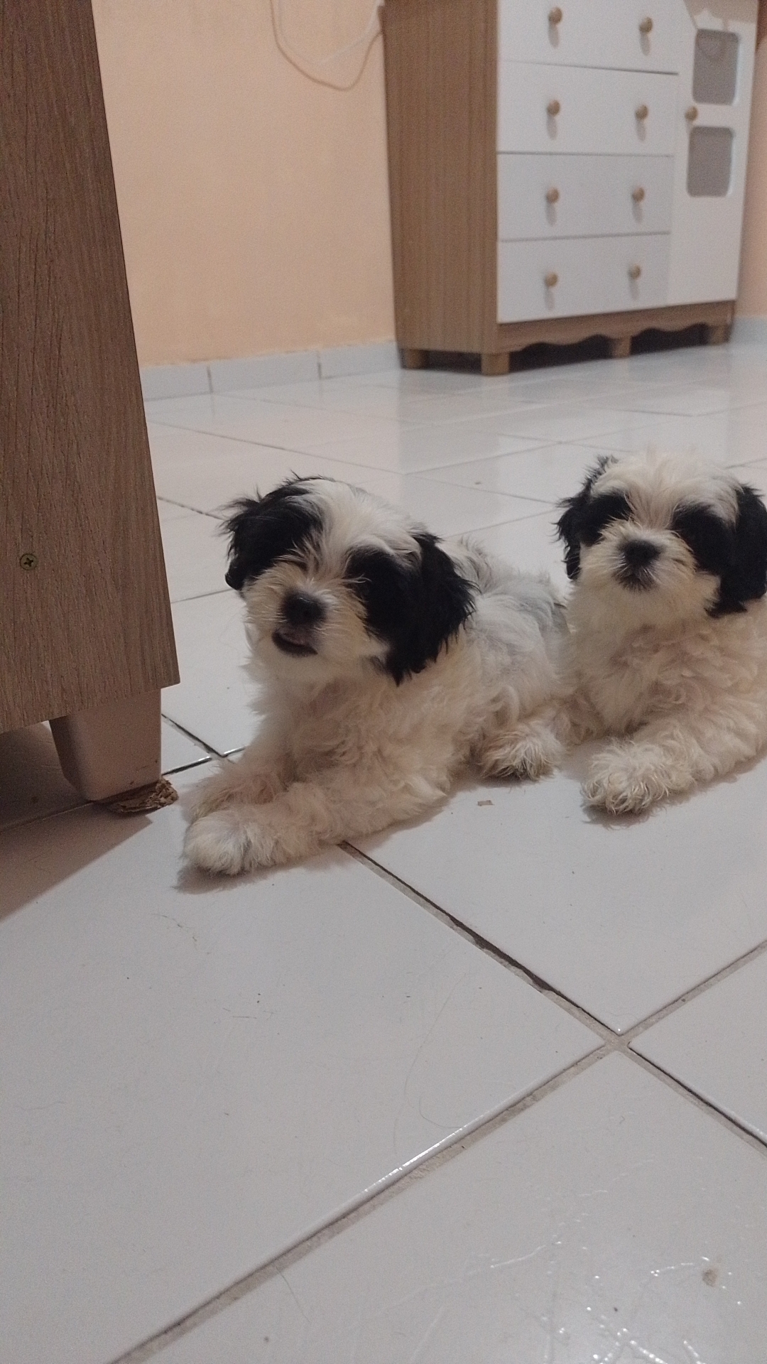 Portal Vendocão Vendo filhotes Lhasa João pessoa 