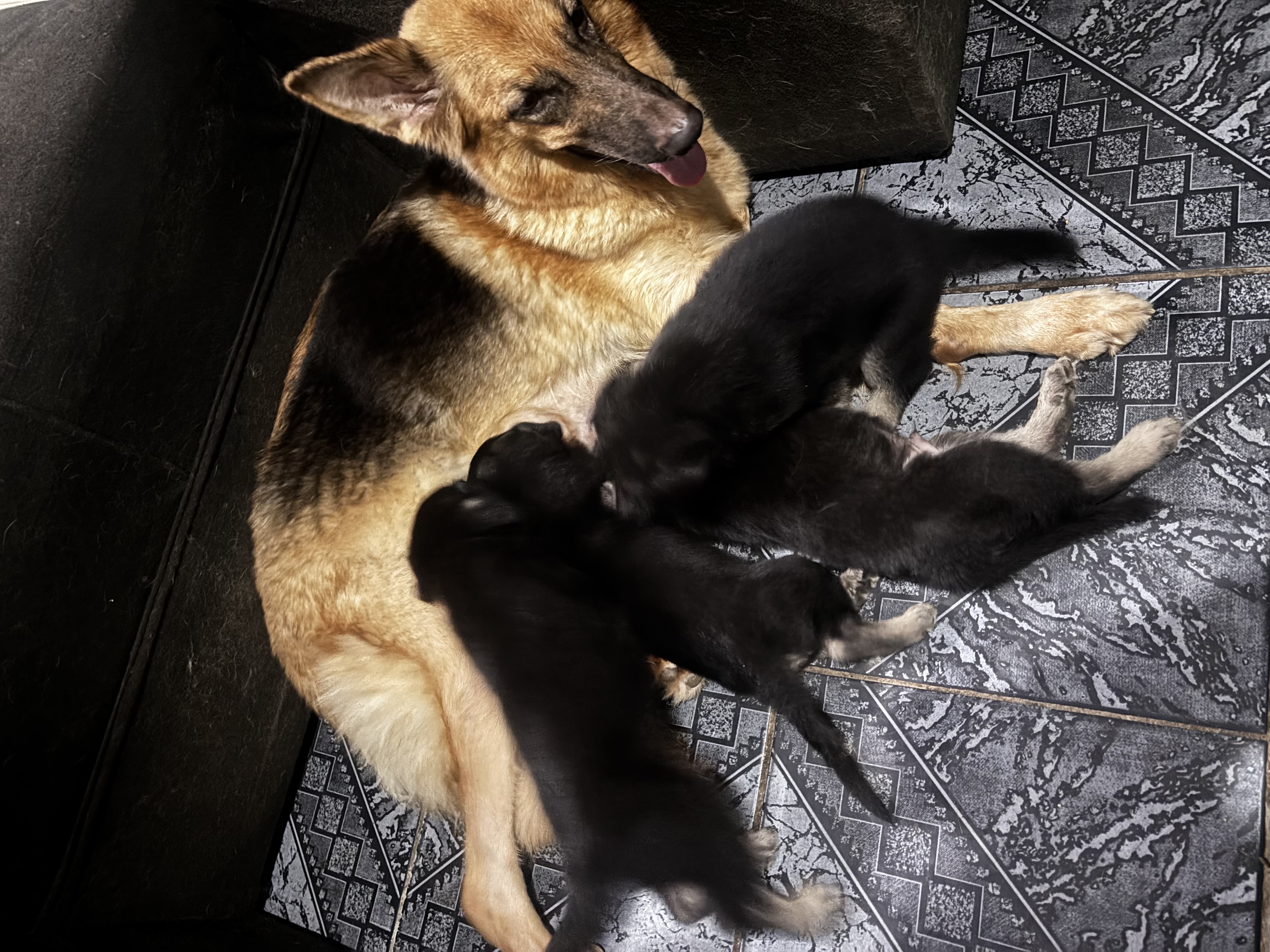 Portal Vendocão Filho Pastor Alemão  Belém 