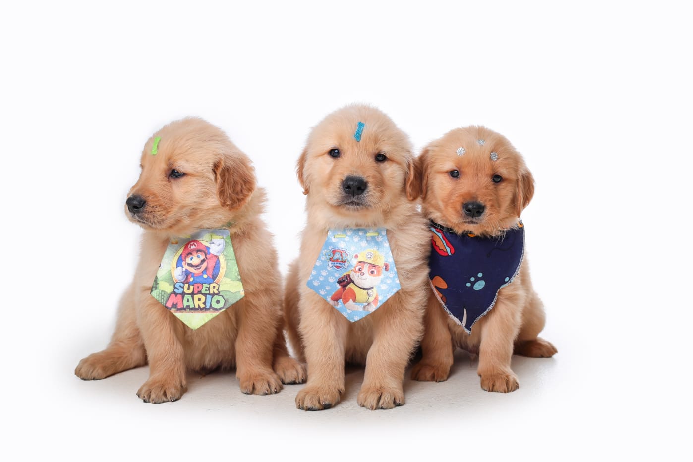 Filhotes Golden Retriever  - Foto 2