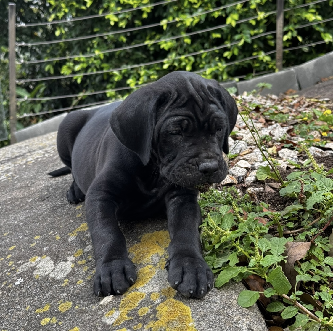 filhotes de Cane Corso Rio de Janeiro