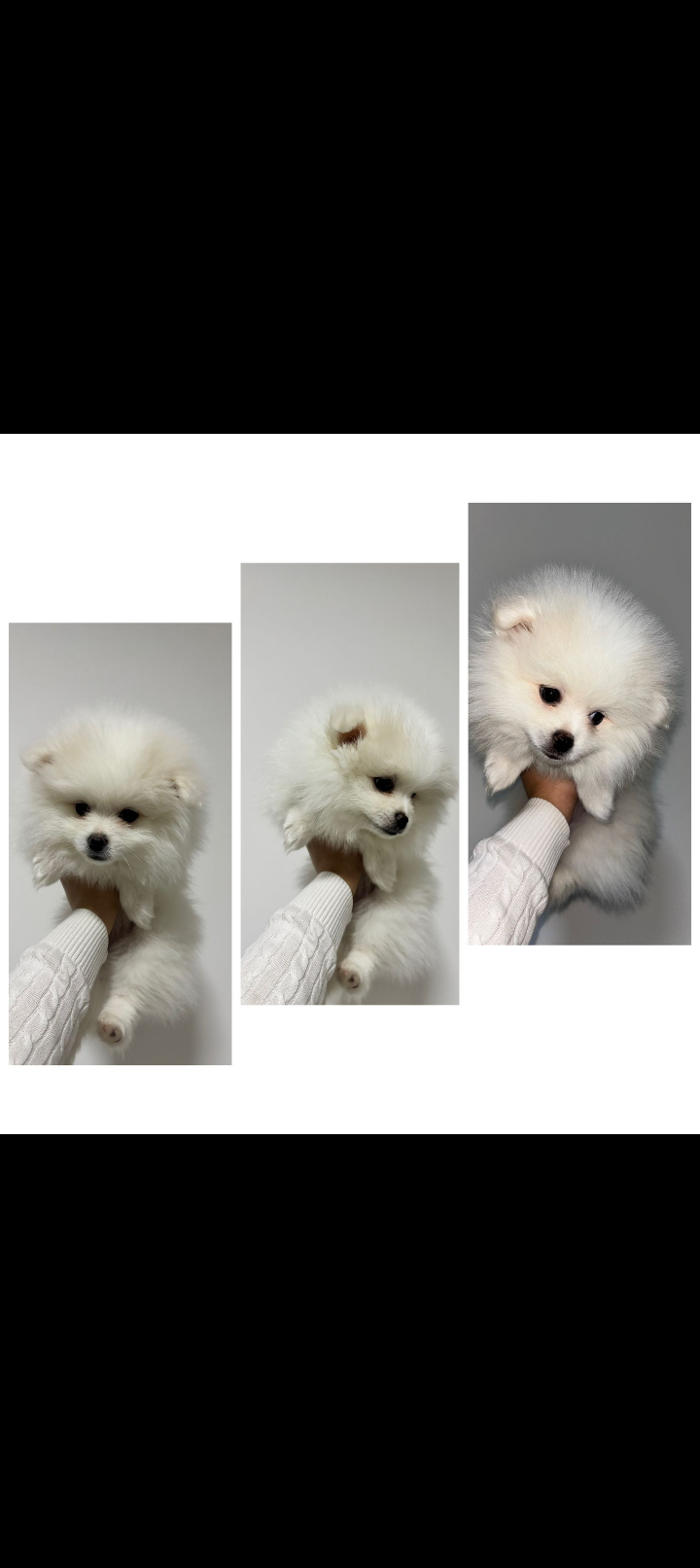 Portal Vendocão Cachorro , lula da Pomerânia , Spitz alemão . Embu das artes 