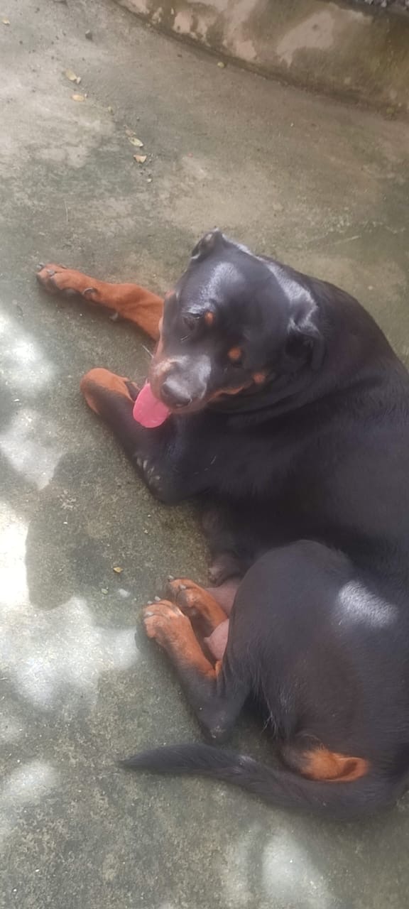 Portal Vendocão Filhotes rottweiler  Jaboatão dos Guararapes 