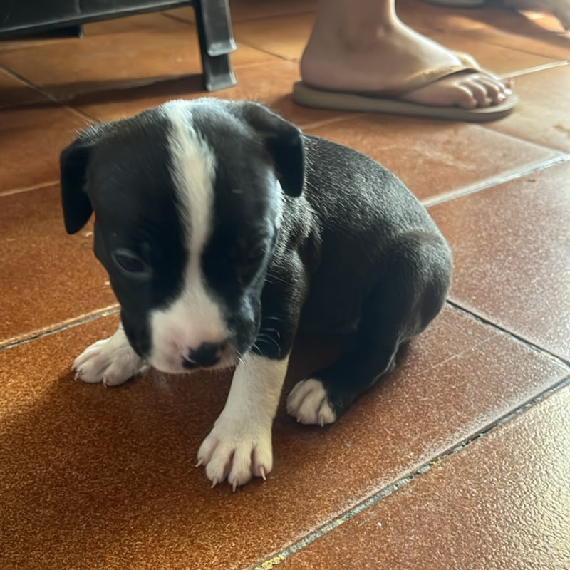 American com apbt - Foto 2