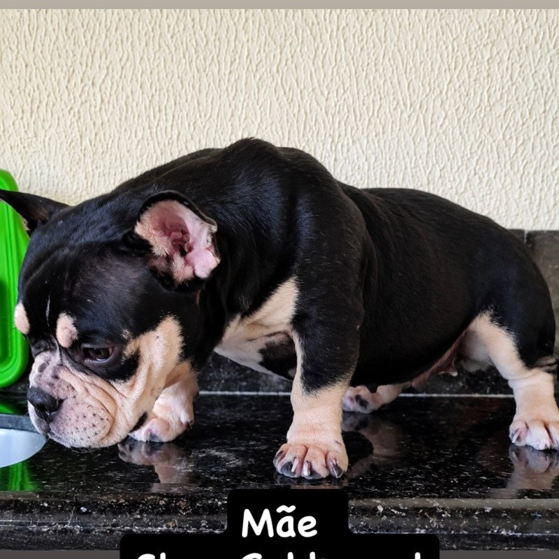 Vendo linda fêmea com 60 dias de American Bully
