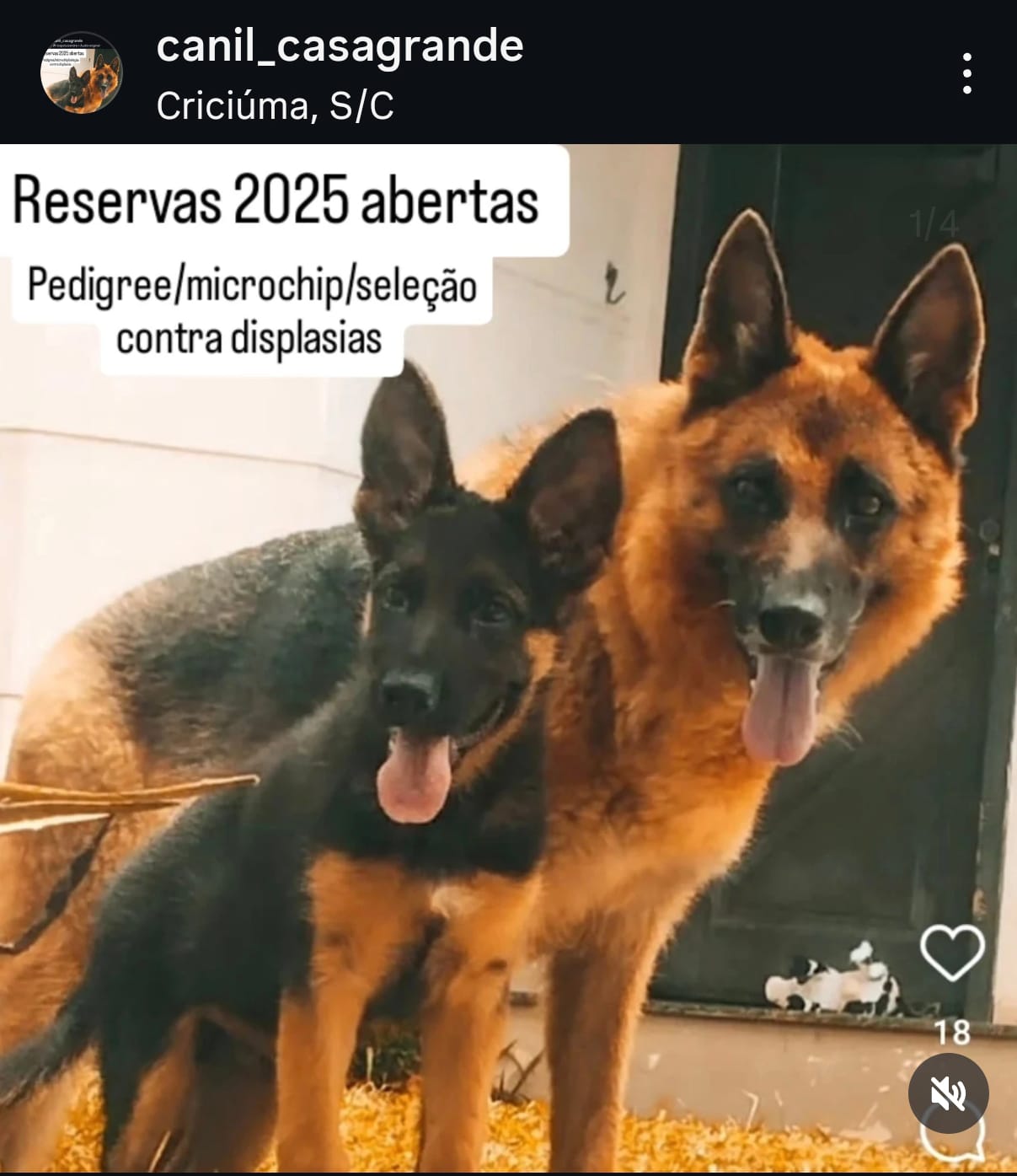 Portal Vendocão FILHOTES DE PASTOR ALEMÃO COM PEDIGREE CRICIUMA