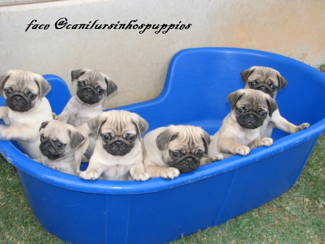 Portal Vendocão pug lindos bebes pronta entrega @canilursinhospuppies são paulo