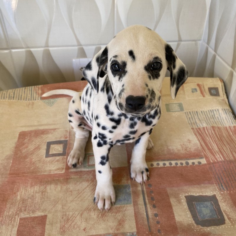 Filhotes de Dálmatas (não acompanham pedigree). - Foto 3