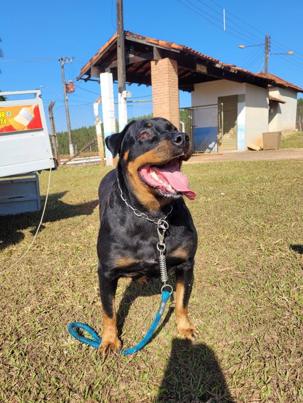Portal Vendocão Filhotes de Rottweiller Cassia