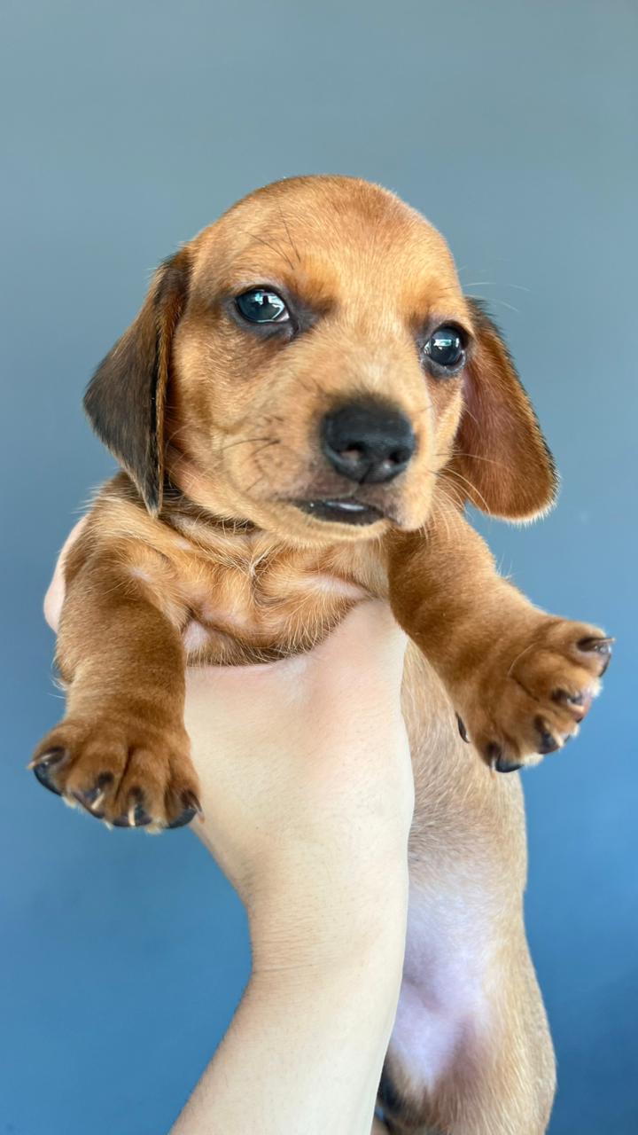 Portal Vendocão Filhotes de Dachshund (Salsicha) Lindos e Puros! Porte Pequeno Goiânia