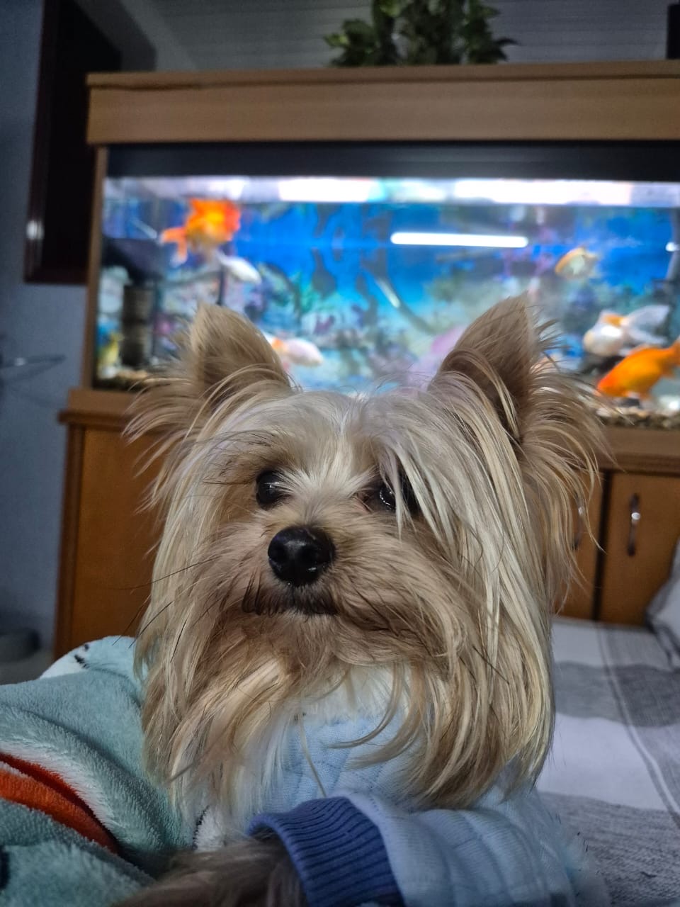 Portal Vendocão Filhotes Yorkshire  Porto Alegre