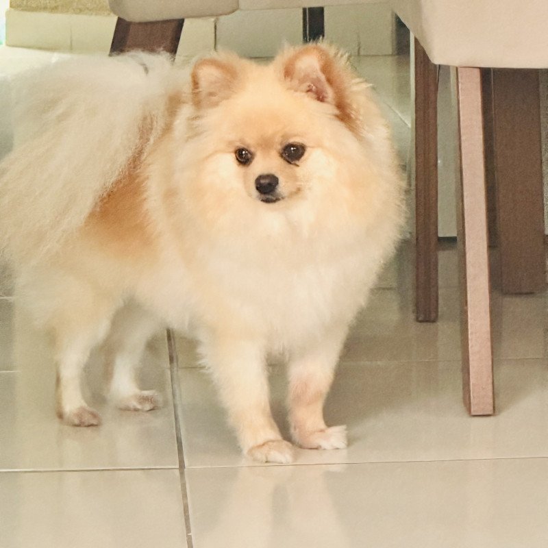 Splitz alemão com 2 anos e 8 meses