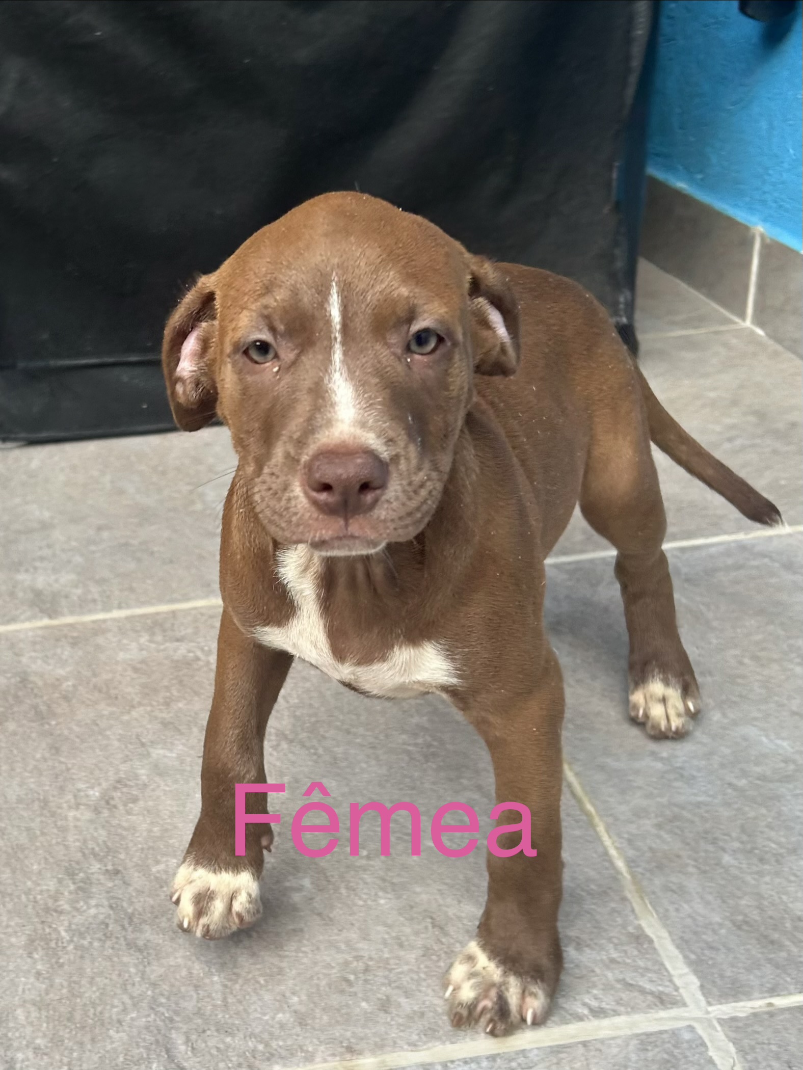 Portal Vendocão Filhotes de pitbull Nossa Senhora Do Socorro 