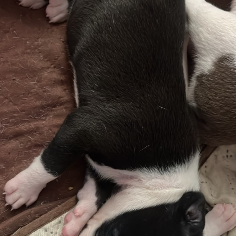 American com apbt - Foto 3