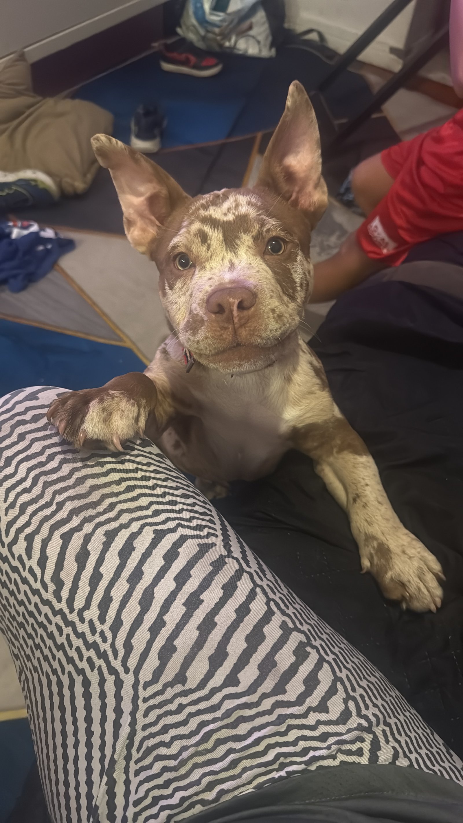 American bully micro 