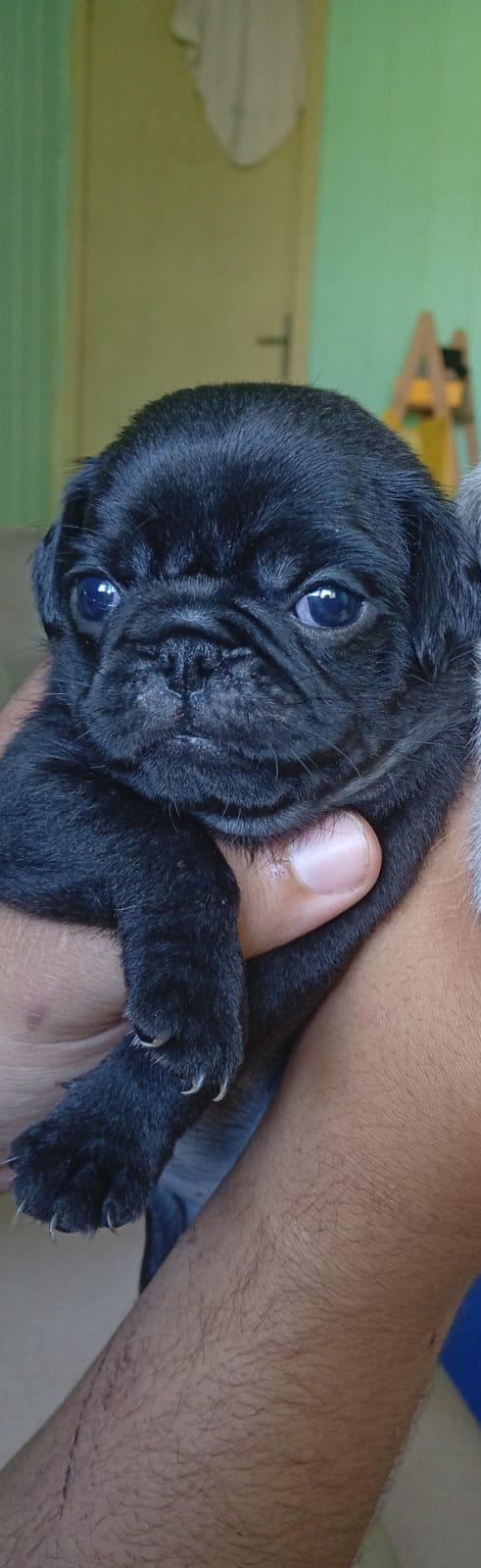 Filhote de pug