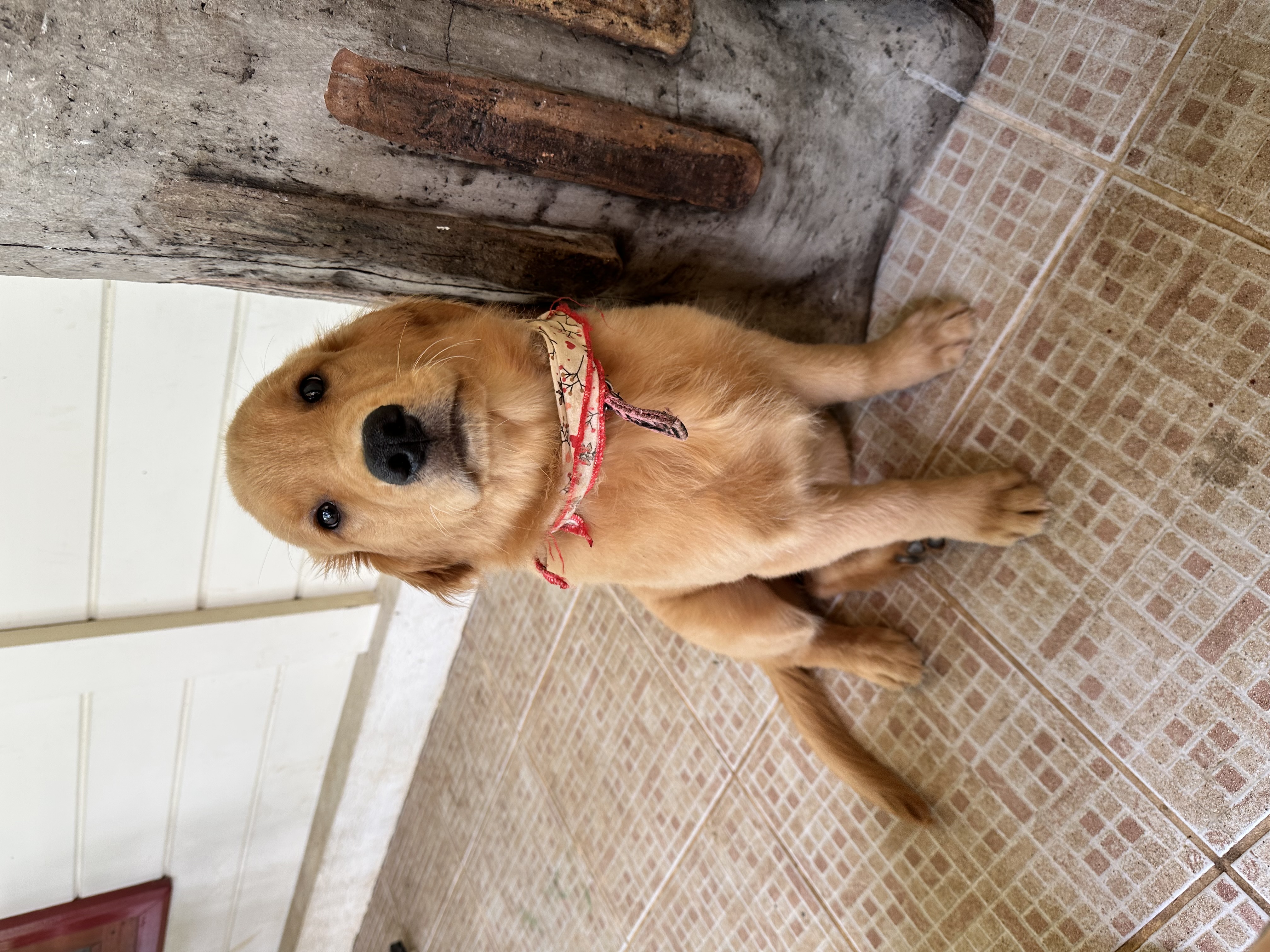 Portal Vendocão Venda Nova Friburgo rj