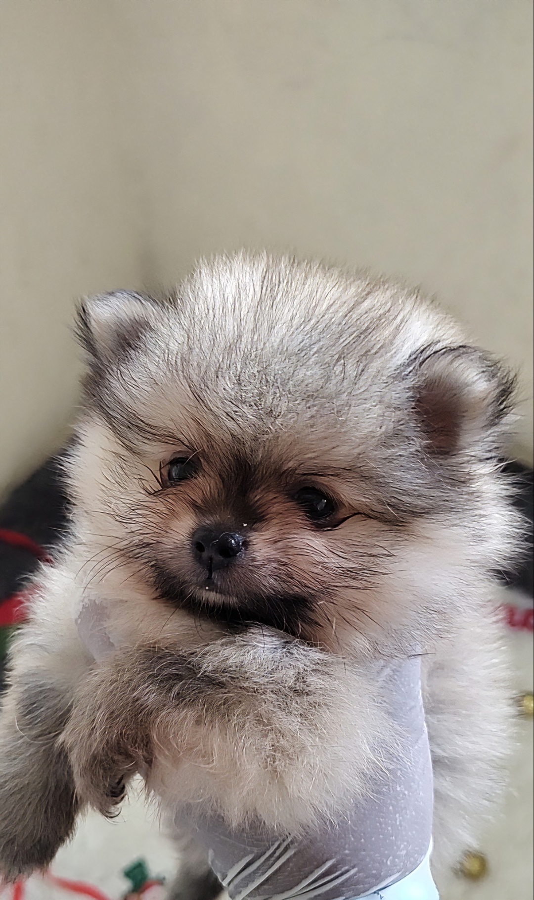  VENDO FILHOTE SPITZ ALEMÃO ANÃO  - Foto 2