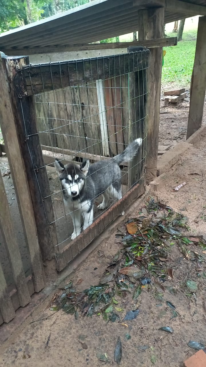 Portal Vendocão Vendo cachorro, raça husky siberiano  Nova Hartz