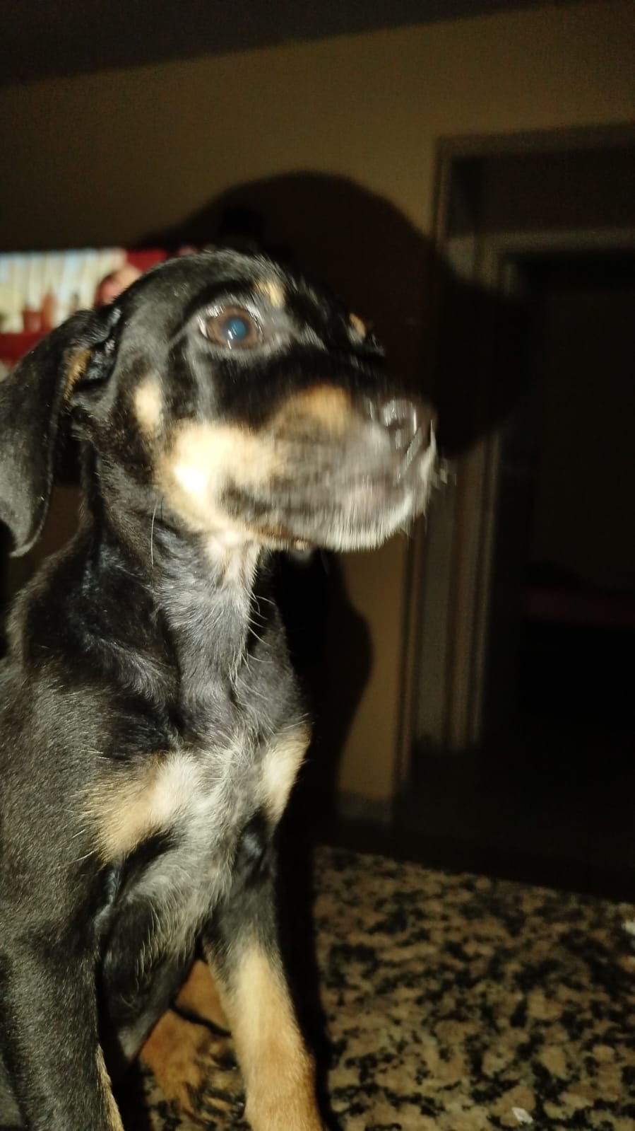 Portal Vendocão Filhote de rottweiler  Salvador