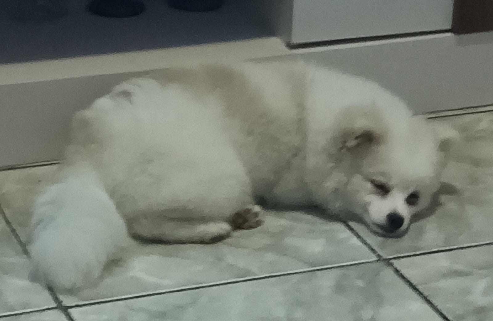 Portal Vendocão Lulu/ Spitz Alemão anão  Guarulhos 