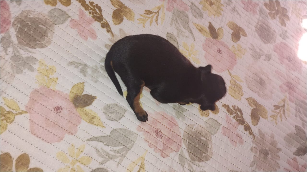 Portal Vendocão Vende-se um Cachorro Filhote Pinsher Macho 15 dias Nascido Teresina
