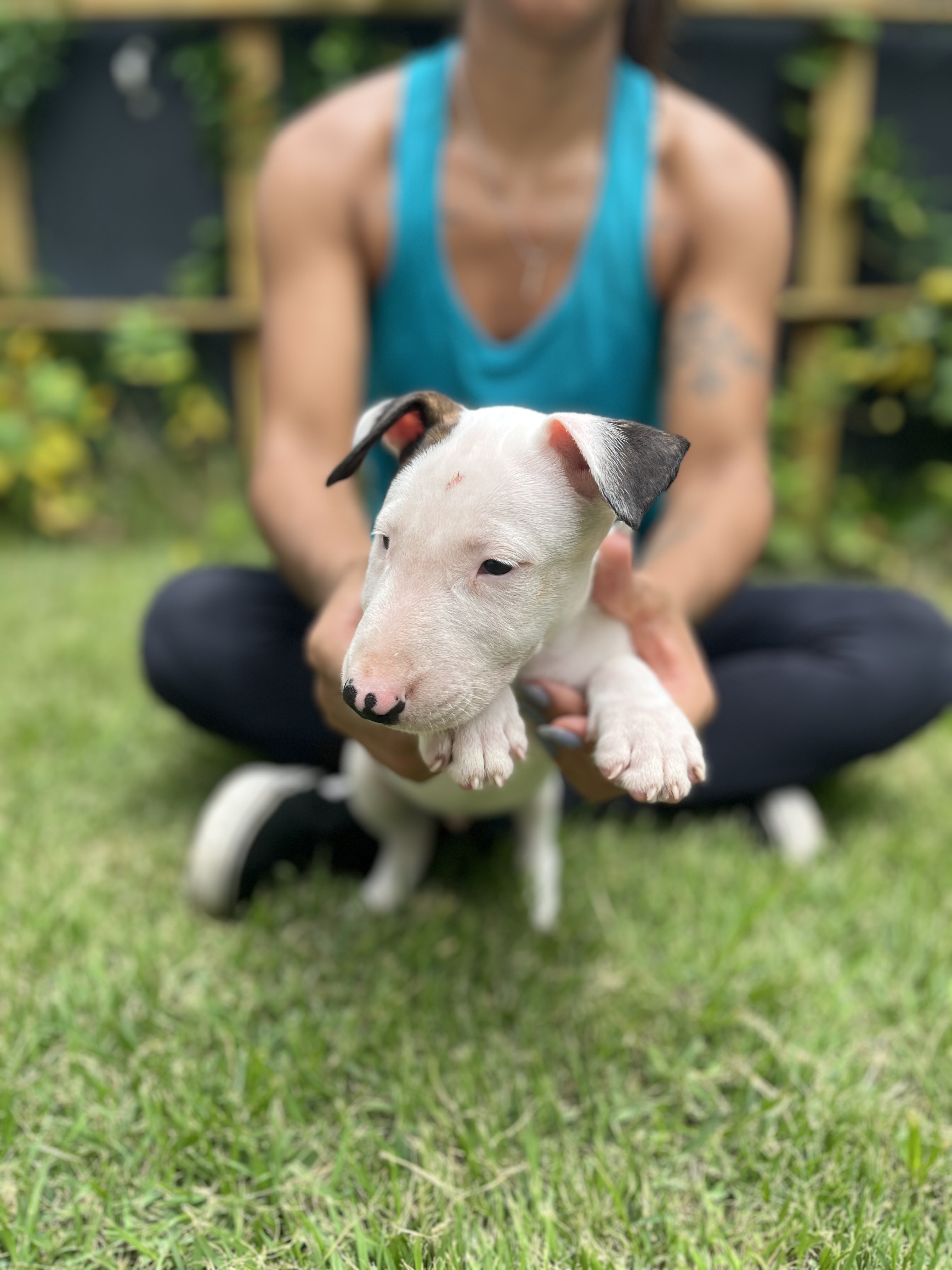 Portal Vendocão RARIDADE EM ARACAJU! Filhotes bull terrier Aracaju