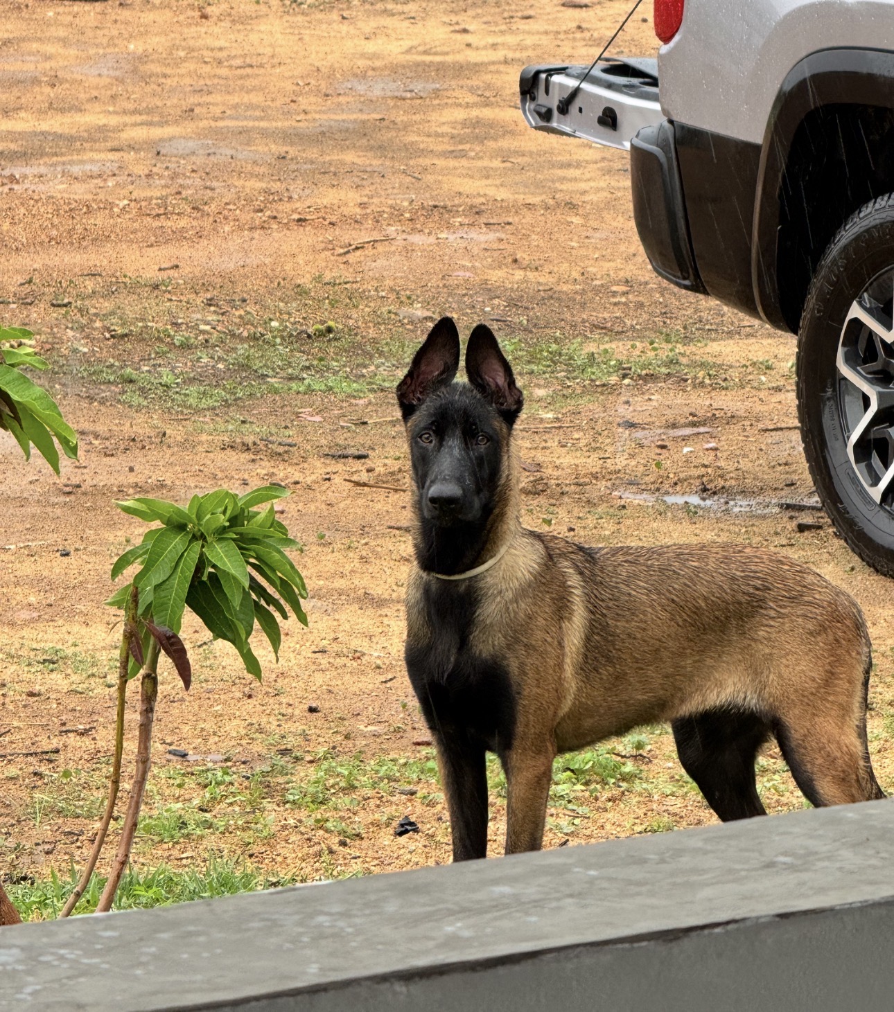 Pastor Belga Malinois - Foto 1