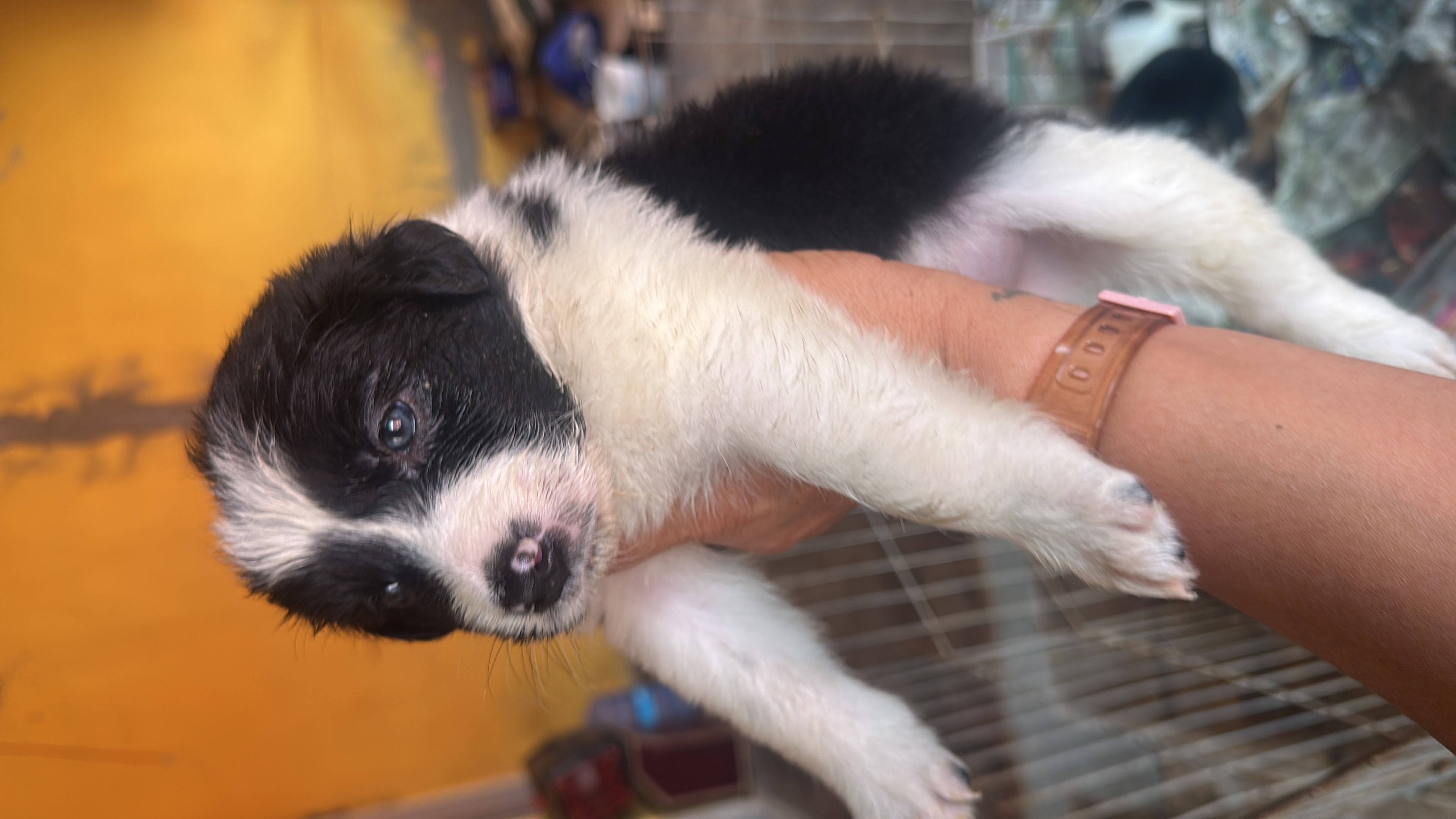 Portal Vendocão Border collie  Porto Alegre 