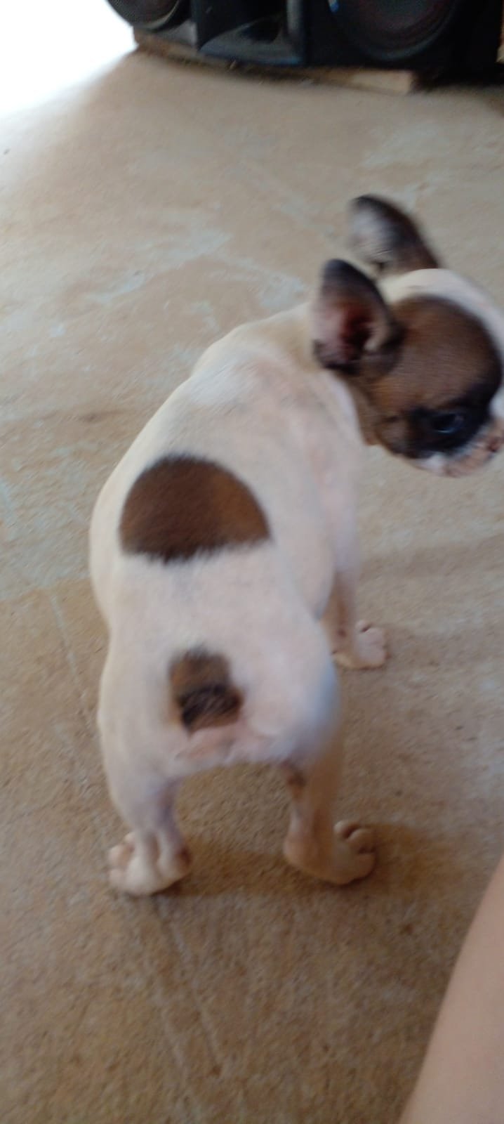 Filhote de buldogue francês  - Foto 1