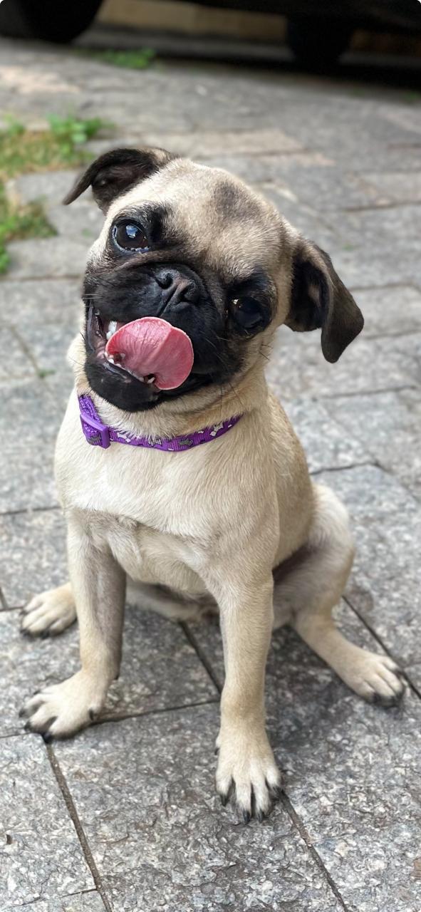 Portal Vendocão PUG MINI Belo Horizonte
