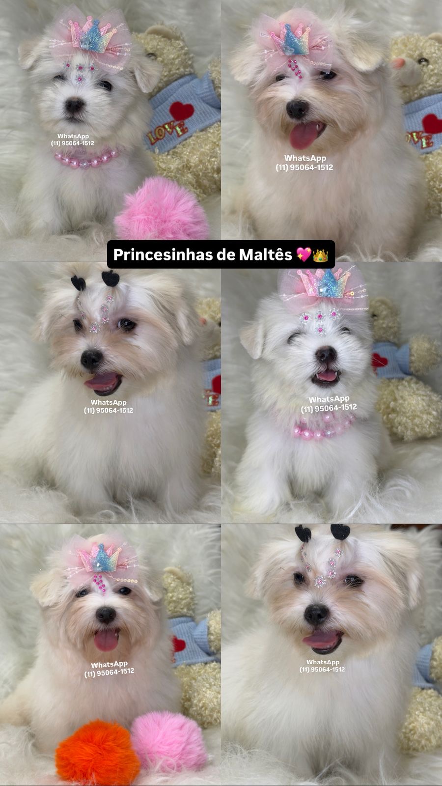 Maltês fêmea branquíssima baby face  - Foto 1