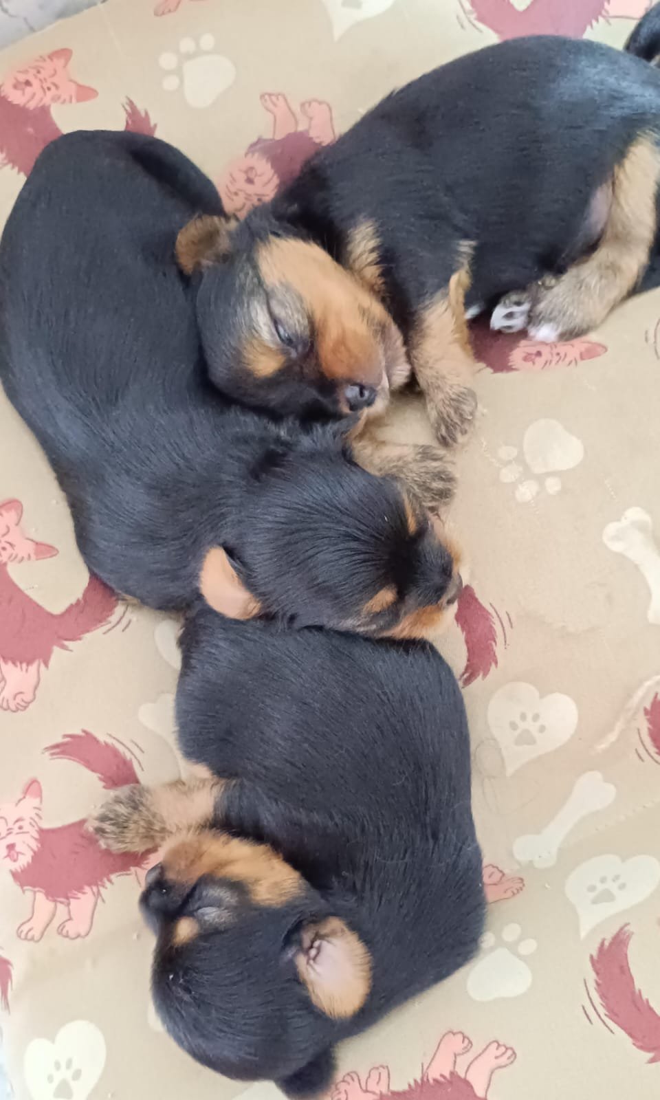 Vendo Yorkshire Terrier  - Foto 3
