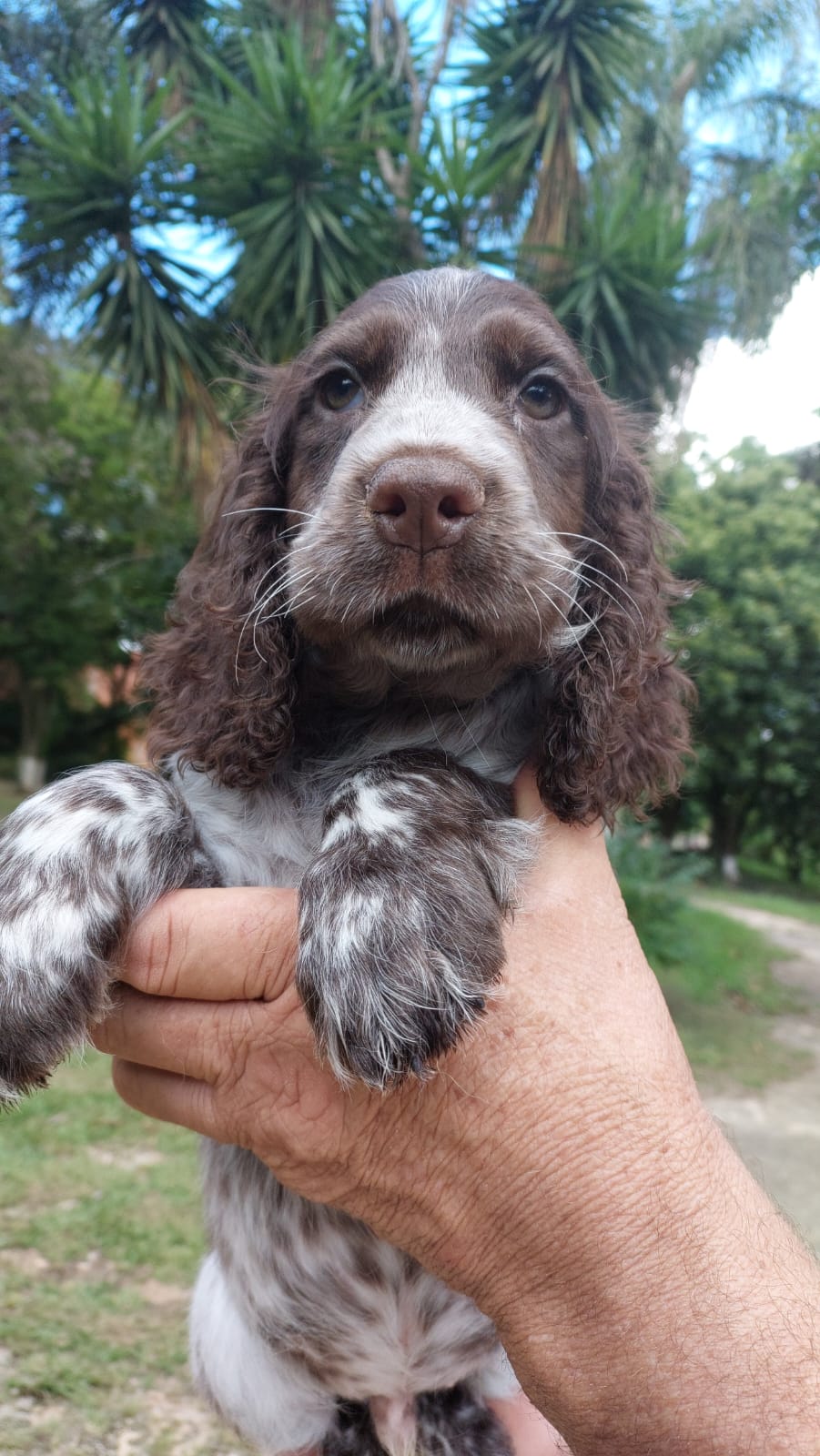 Belos Filhotes Cocker Spaniel Inglês c/pedigree e microchipe - Foto 5