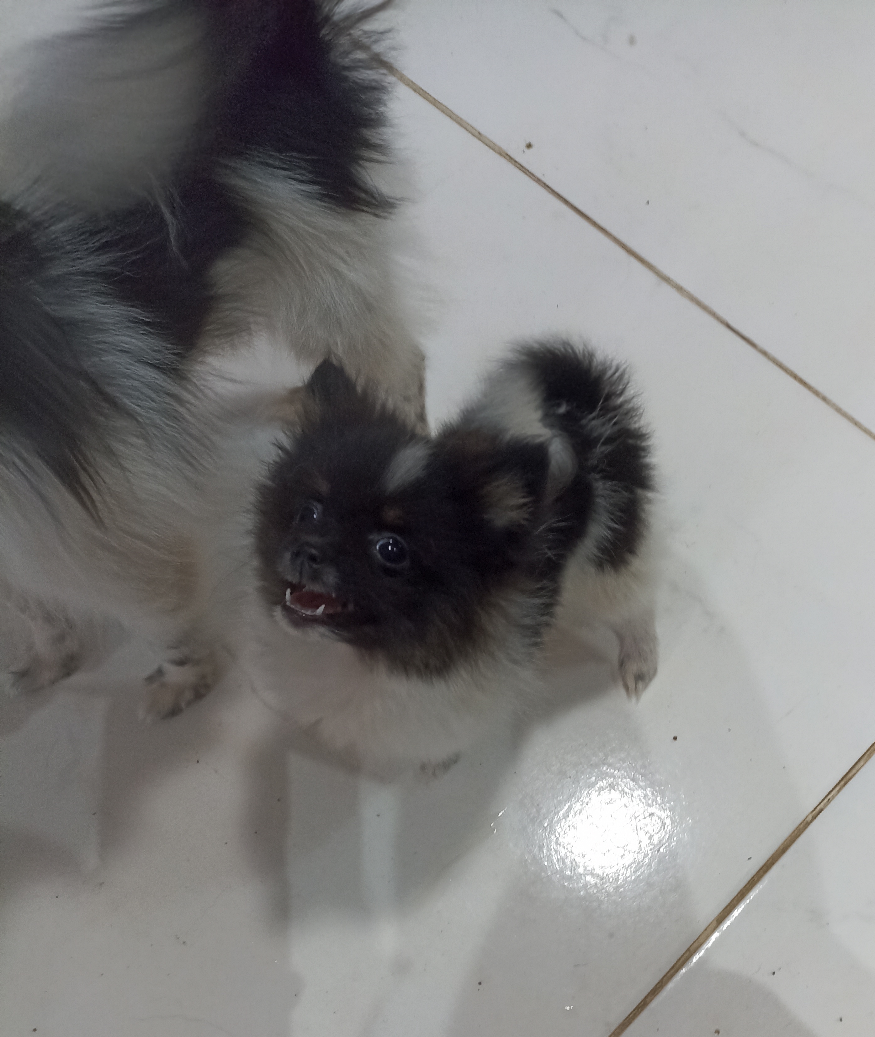 Portal Vendocão Filhotes Spitz anão macho oportunidade  Nova Lima