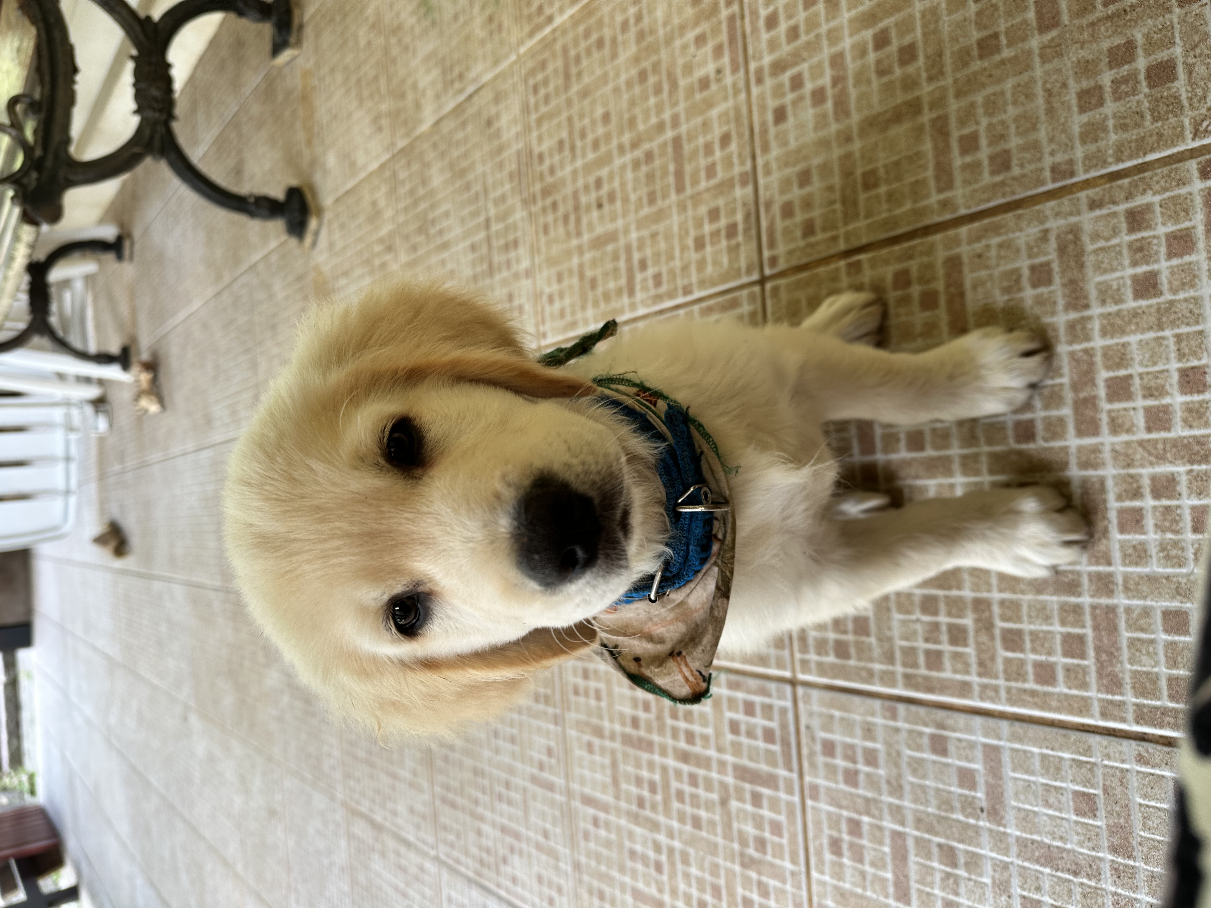 Portal Vendocão Venda Nova Friburgo rj