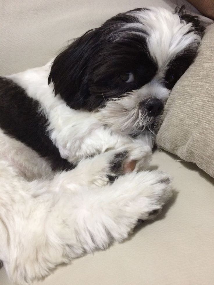 Shih Tzu Americano Filhote - Foto 2