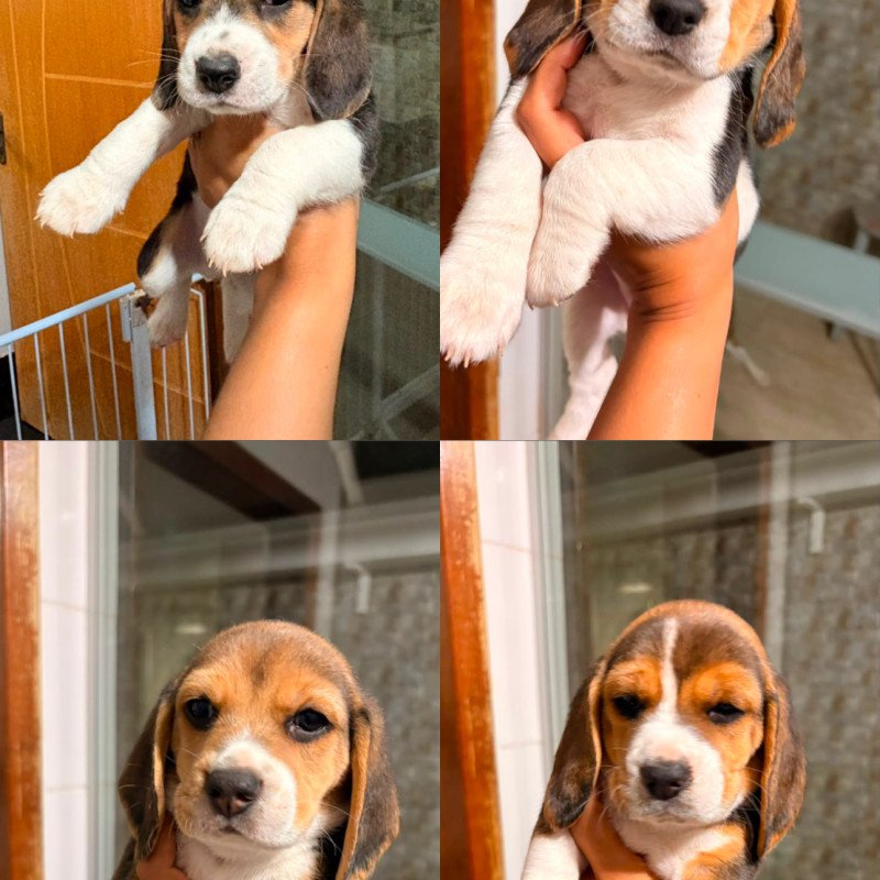 Lindos filhotes de beagle legitimos - Foto 5