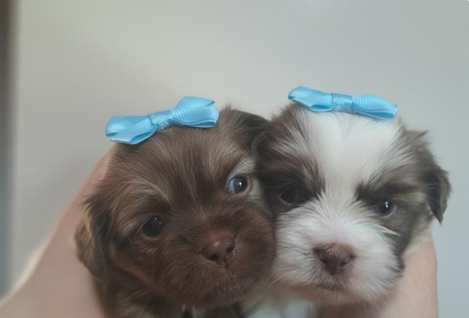 Lhasa apso puros micro  - Foto 2