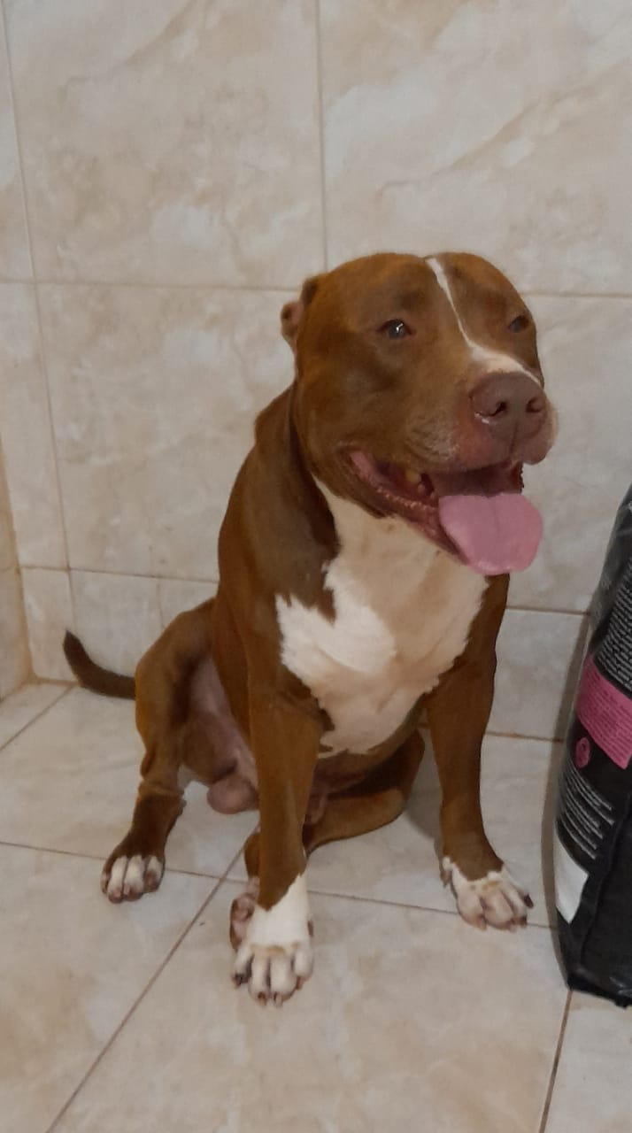 Filhotes de Pitbull red nose puros - Foto 4