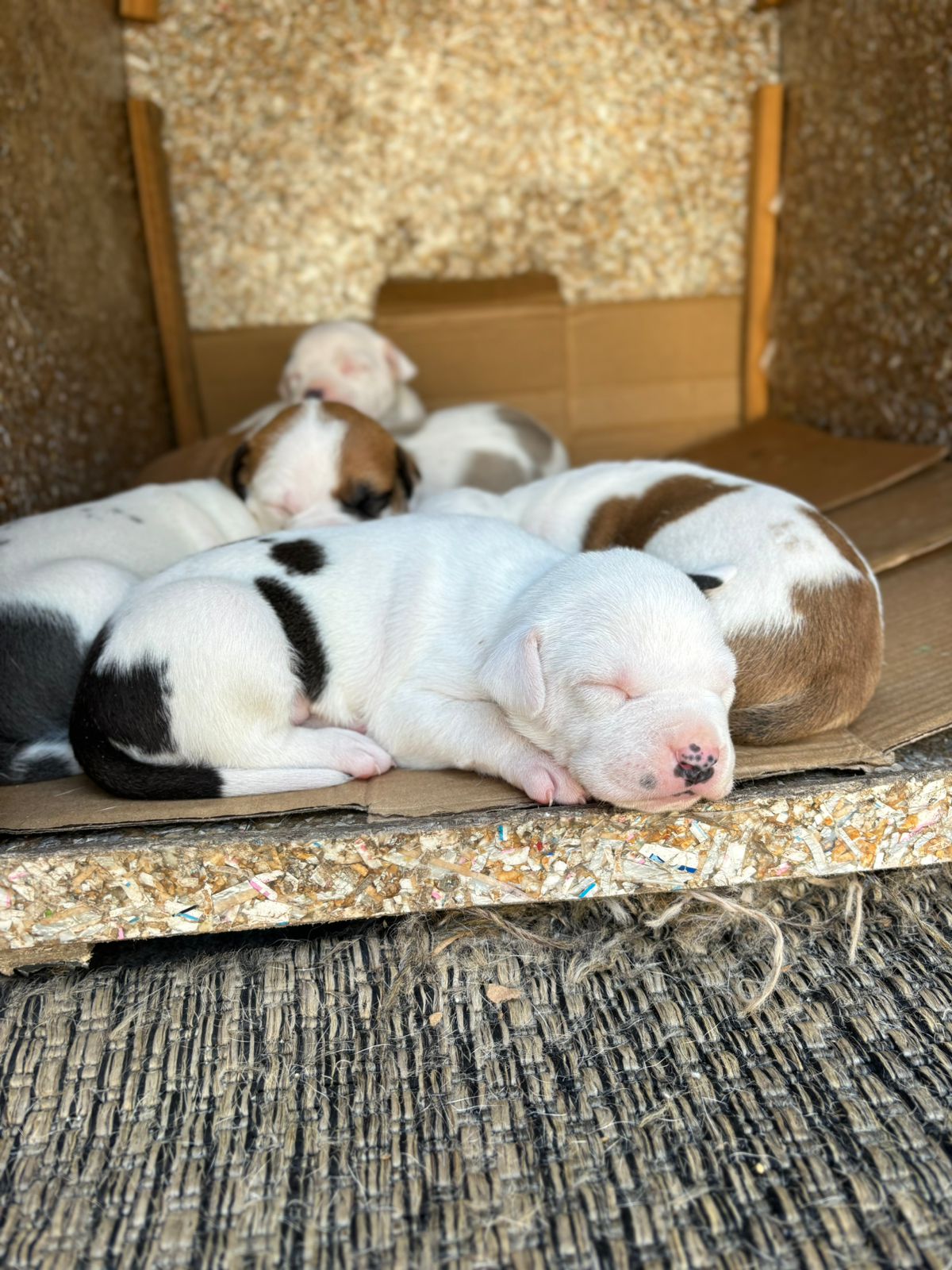 Filhotes de American Staffordshire a venda - Foto 4