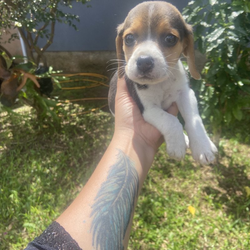 Lindo filhote de beagle, com 45 dias