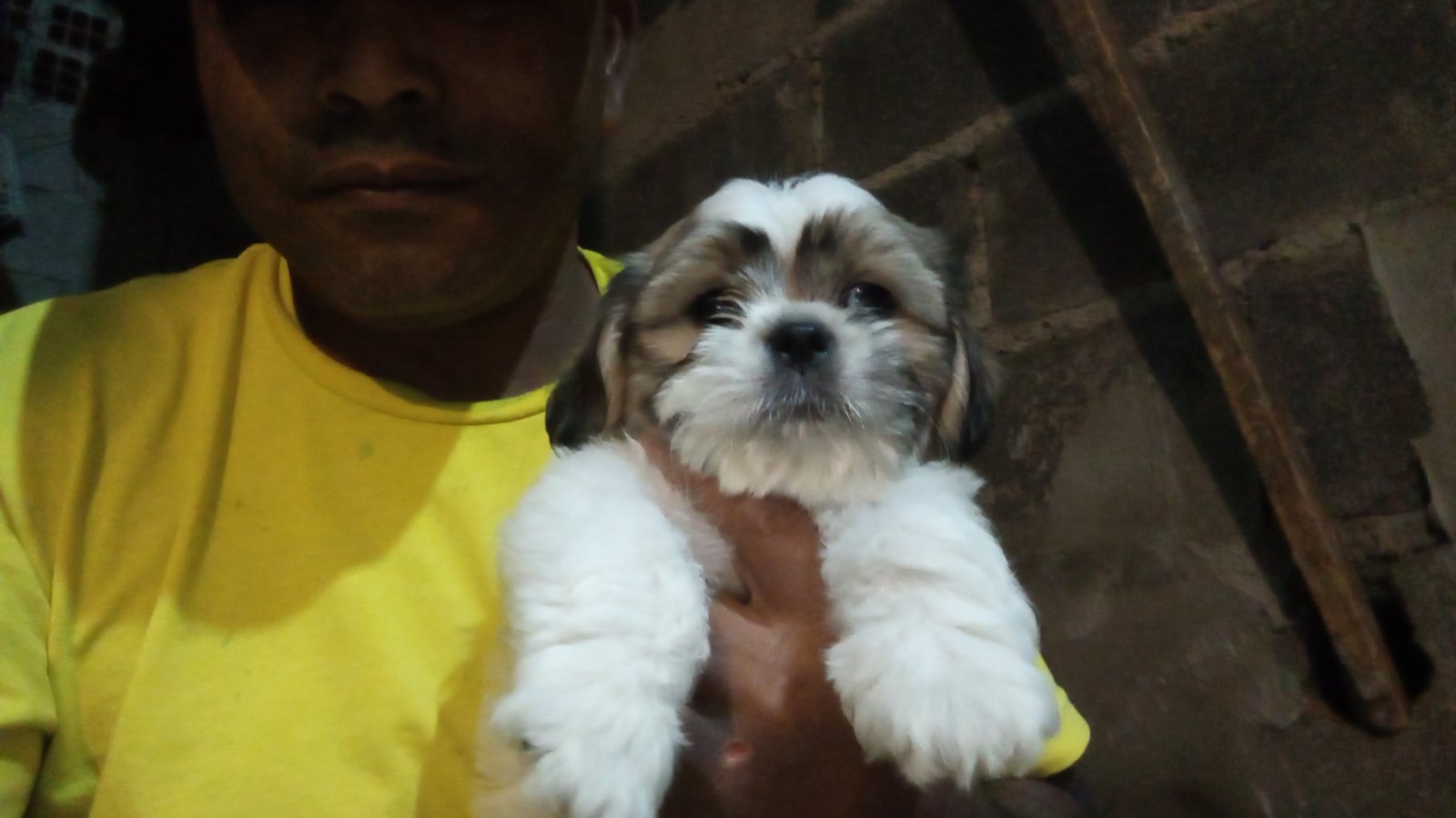 Lhasa Apso um macho pintado e fêmea dourada com preto  - Foto 1