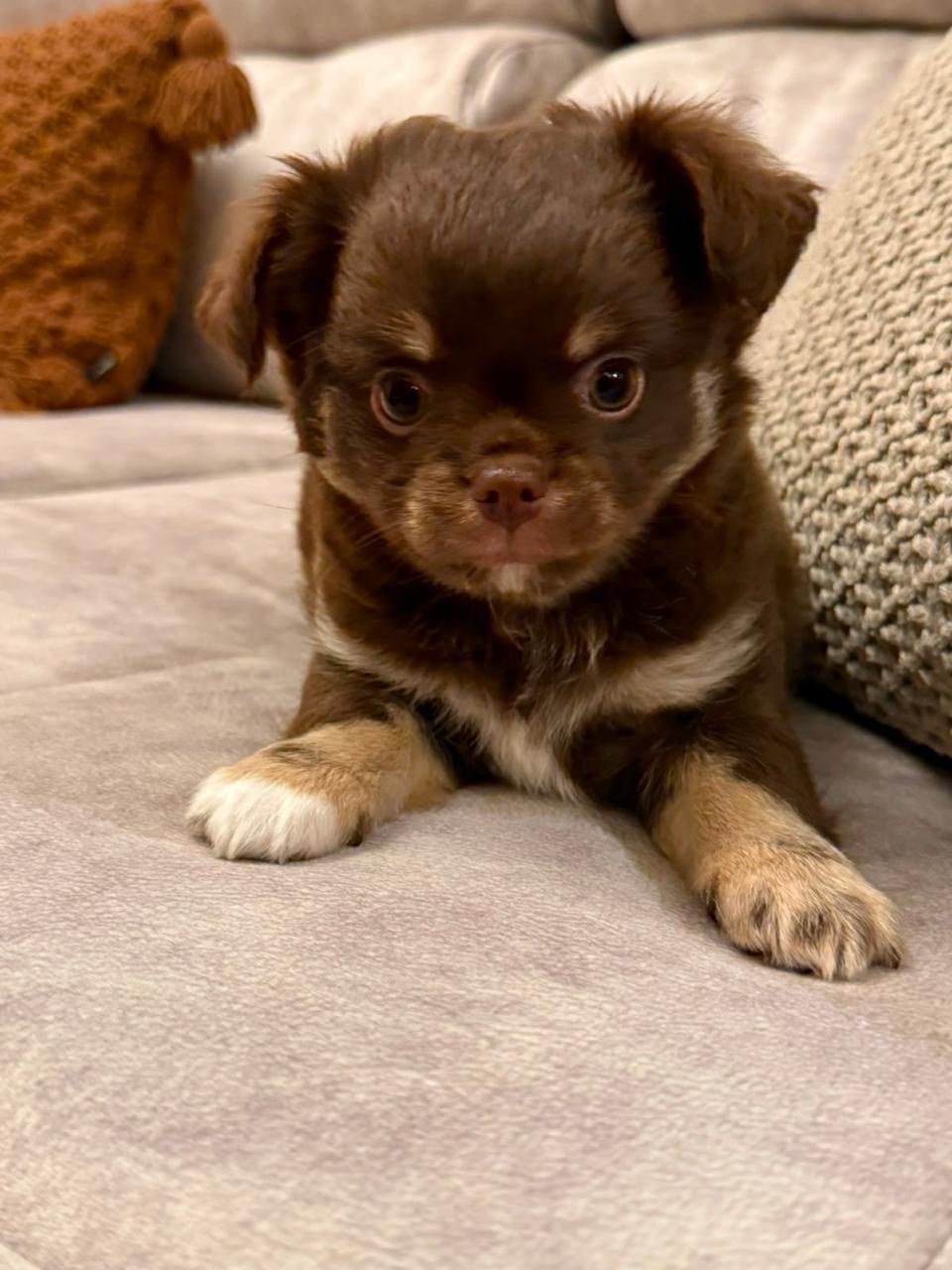 Chihuahua pelo longo - Foto 3