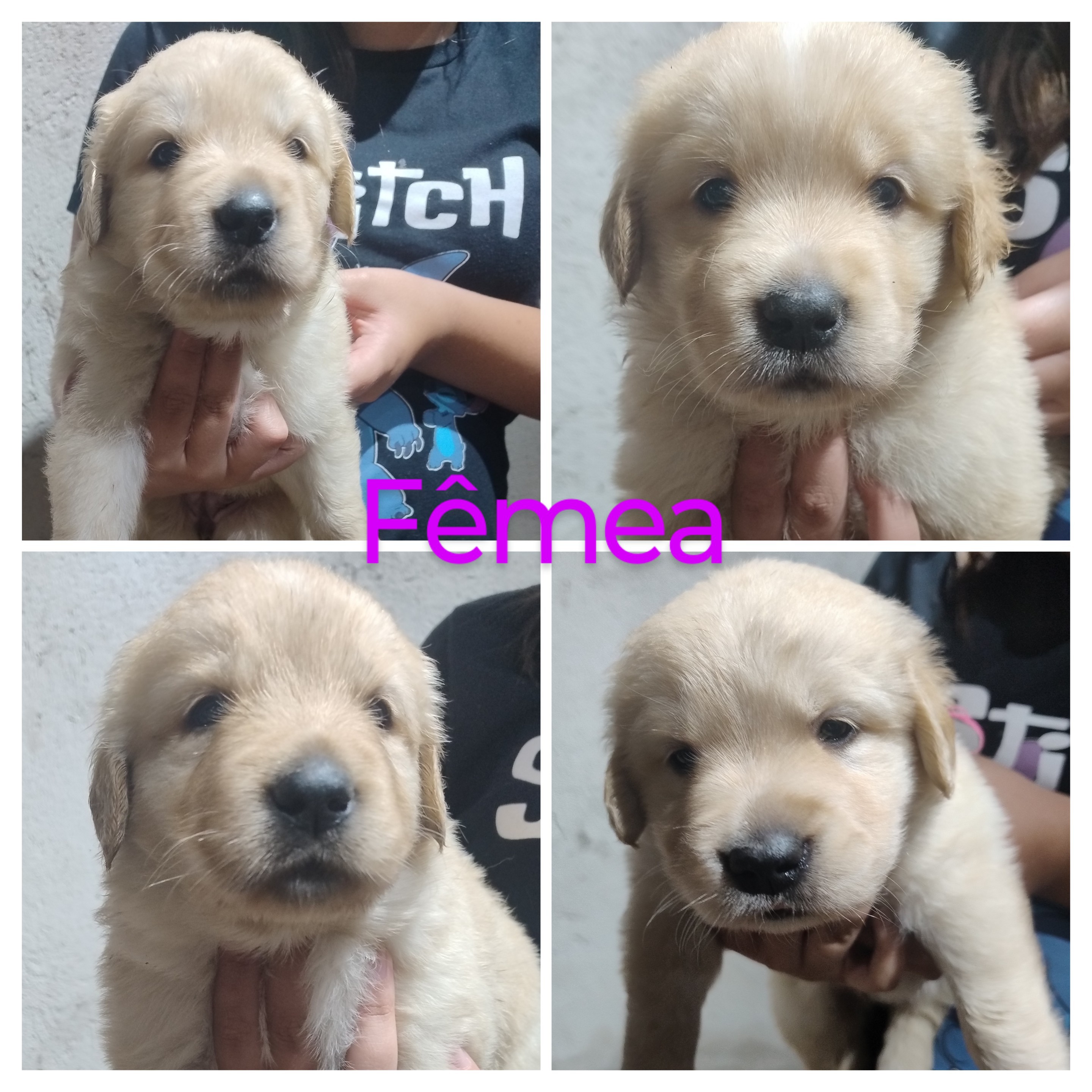 Portal Vendocão Venda de filhotes Golden Retriever  Campo Largo