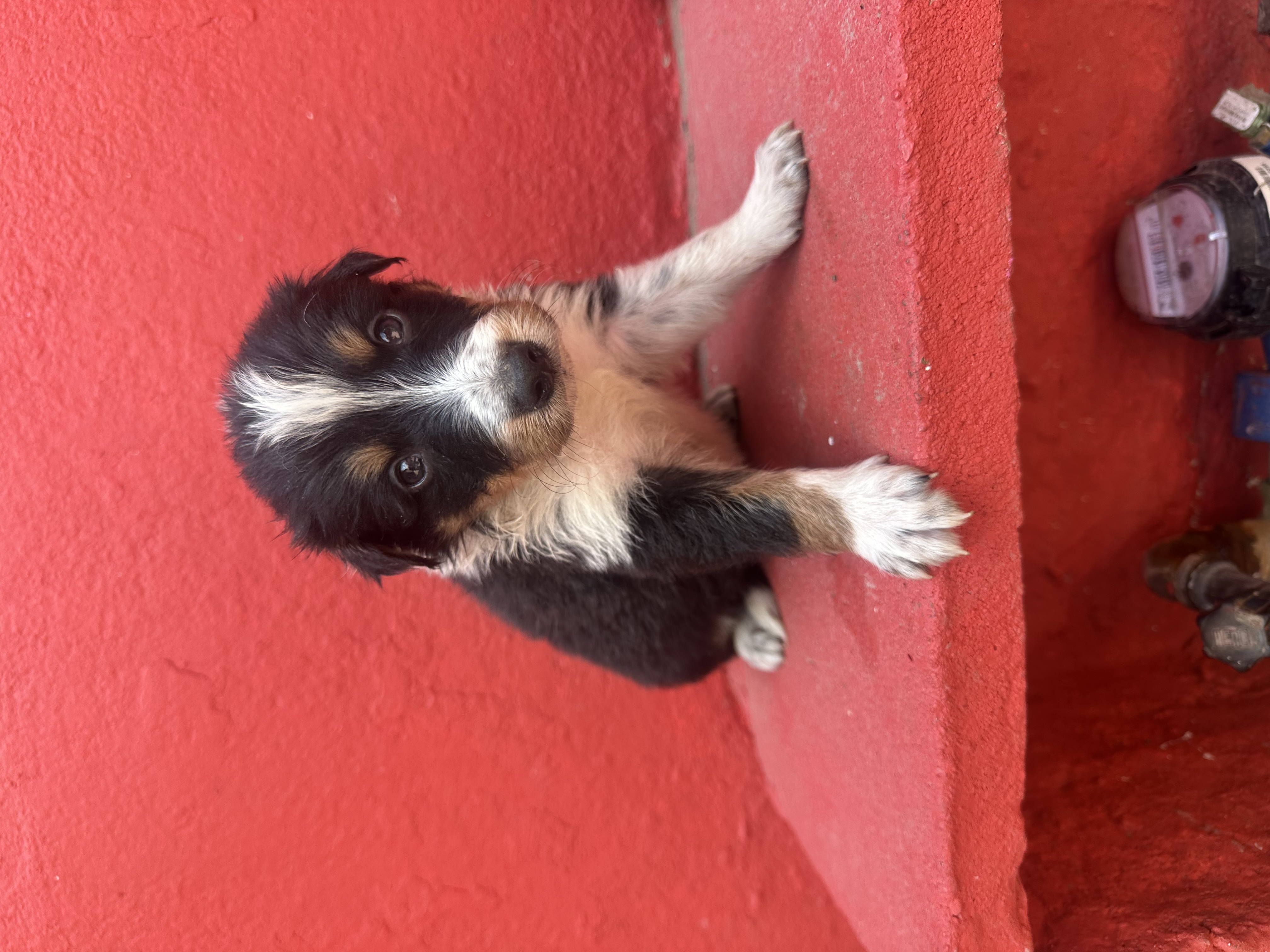 Portal Vendocão Border collie  Porto Alegre 
