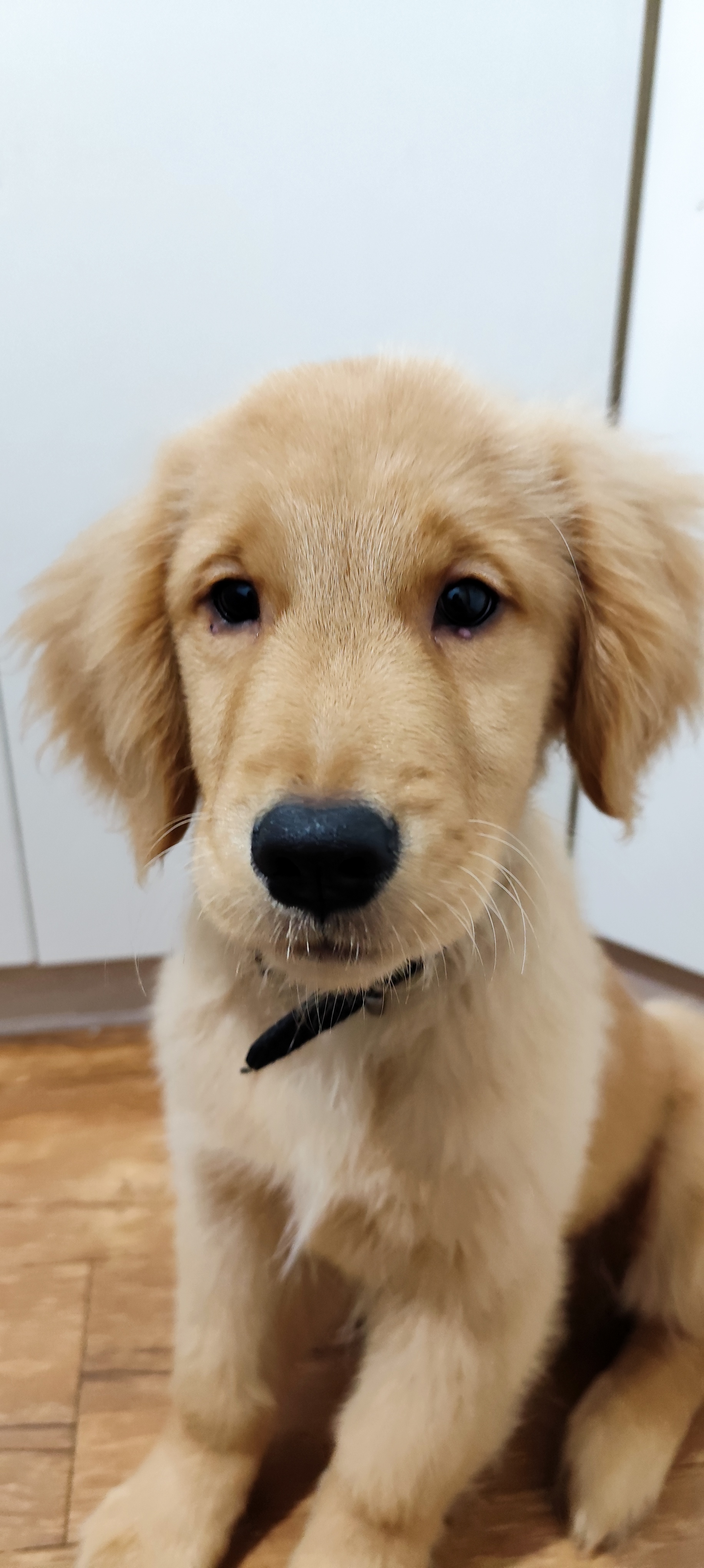 Portal Vendocão Lindo filhote de Golden Retriever  Canoas