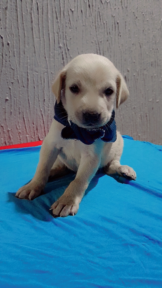 Portal Vendocão Labrador raceado Bayeux