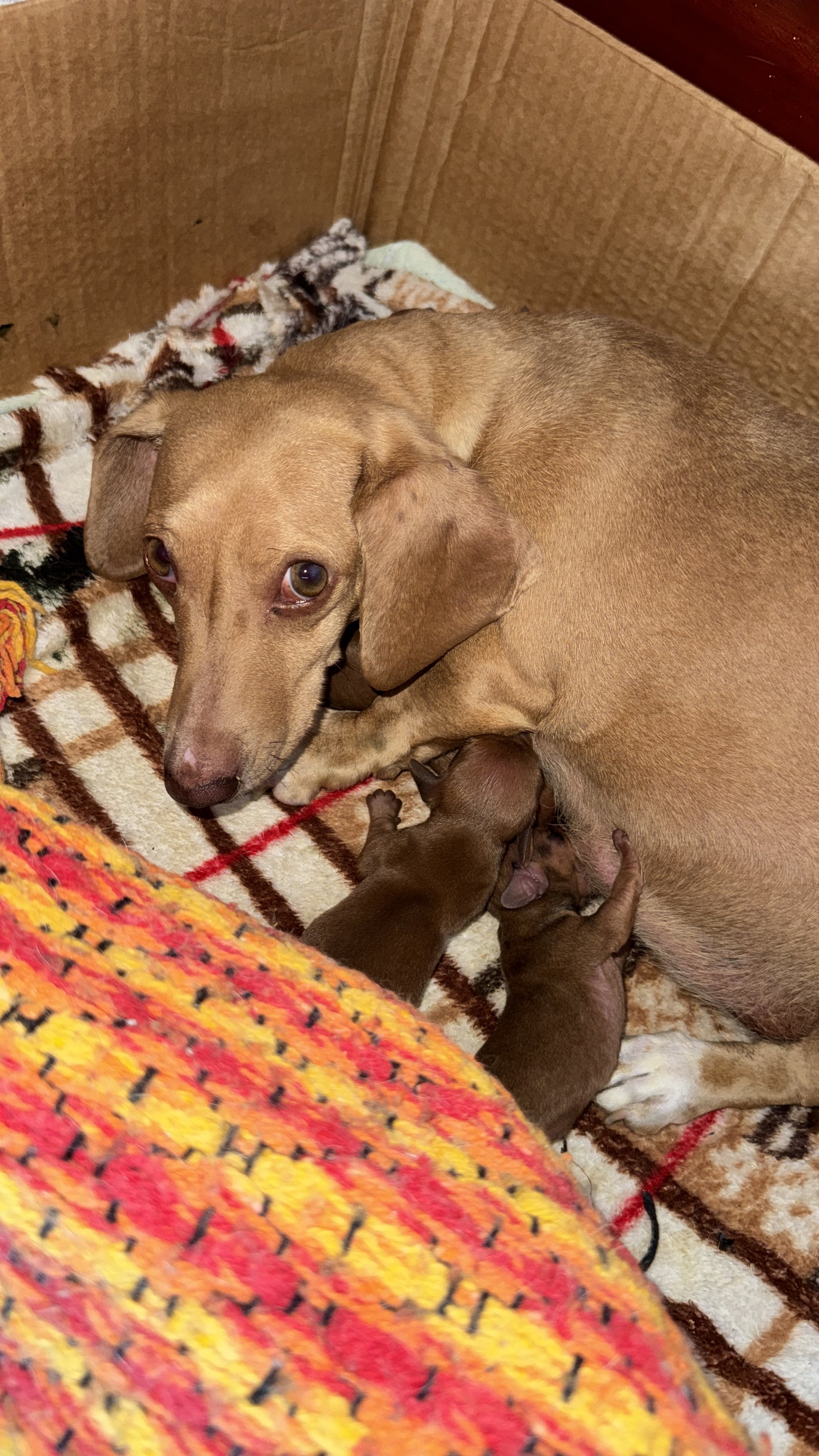 Filhote Dachshund (Salsicha) puro – Macho - Foto 3