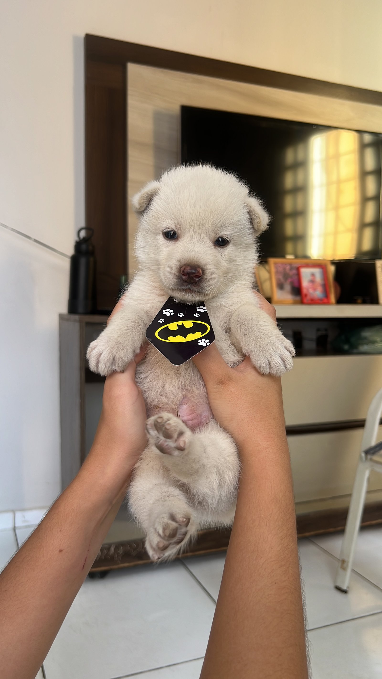 Filhote de Akita Puro