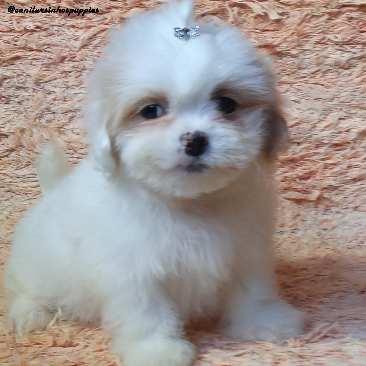 Portal Vendocão lhasa apso #canilursinhospuppies bebes pronta entrega  são vicente 
